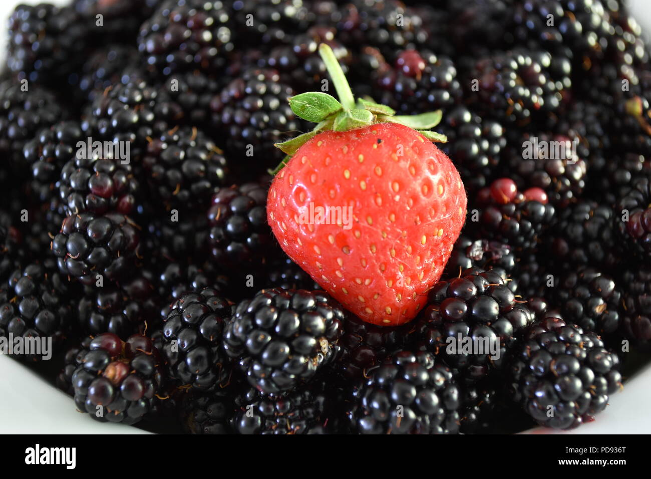 Single Erdbeere auf einem Bett von thirteen Brombeeren abgeholt Stockfoto