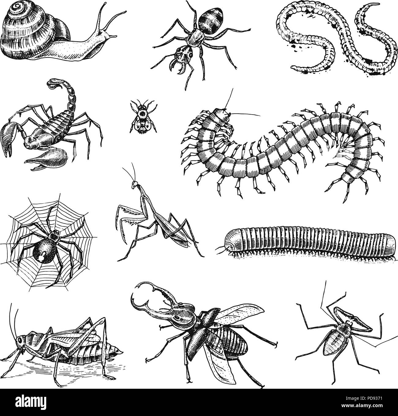 Große Insekten. Vintage Haustiere im Haus. Käfer Käfer Scorpion Schnecke, Peitsche, Spider, Wurm Tausendfüßler Ant Heuschrecken, Mantis Biene. Amblypygi, Lucanus cervus, Scolopendra Julida. Graviert Vector Illustration Stock Vektor