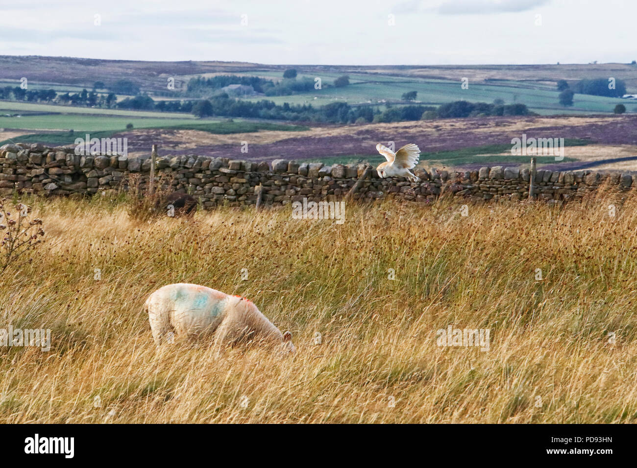 Eine Schleiereule (Tyto alba) Jagd auf Moorland während Schafe grasen ahnungslos Stockfoto