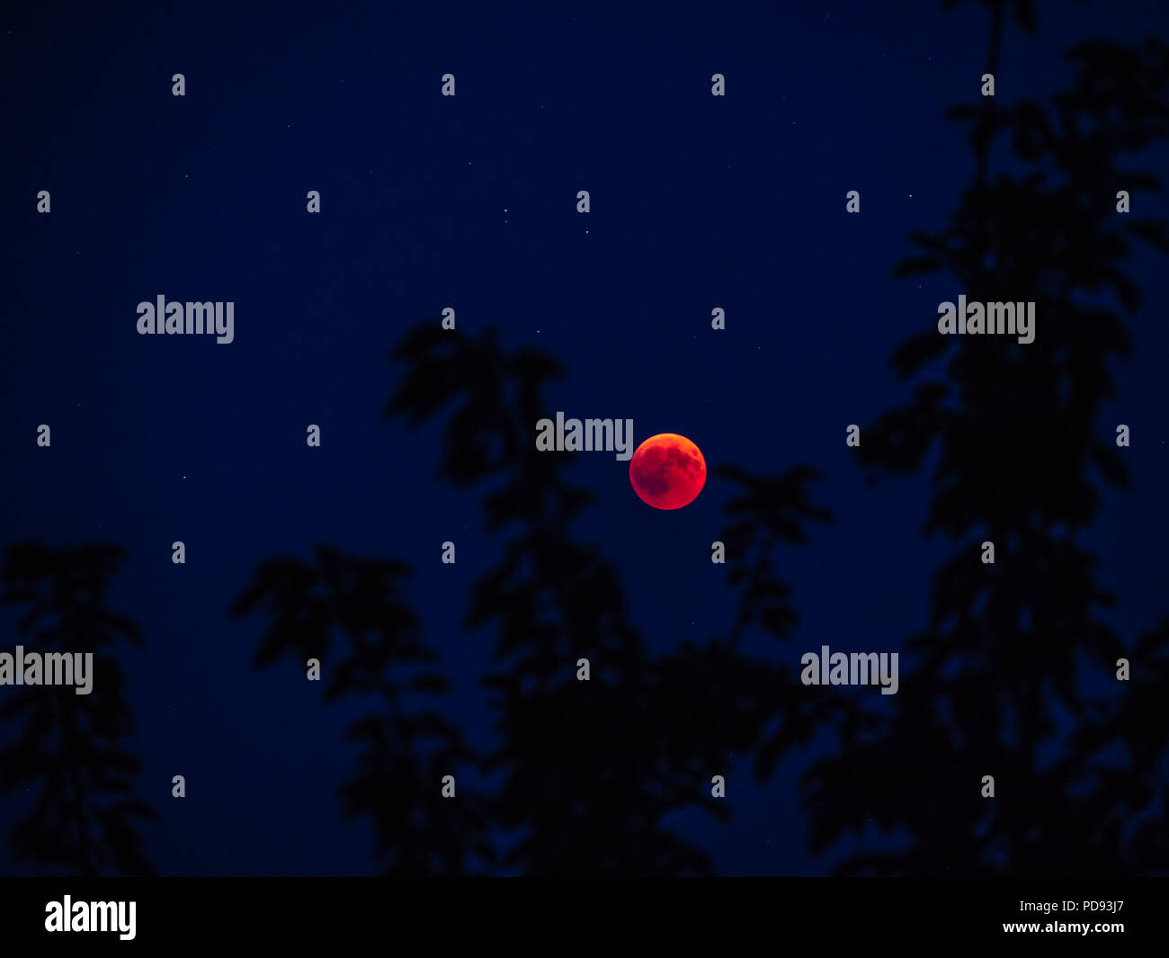 Rote Vollmond Hinter Baum Blut Mond Ab 2018 Schweiz Stockfoto