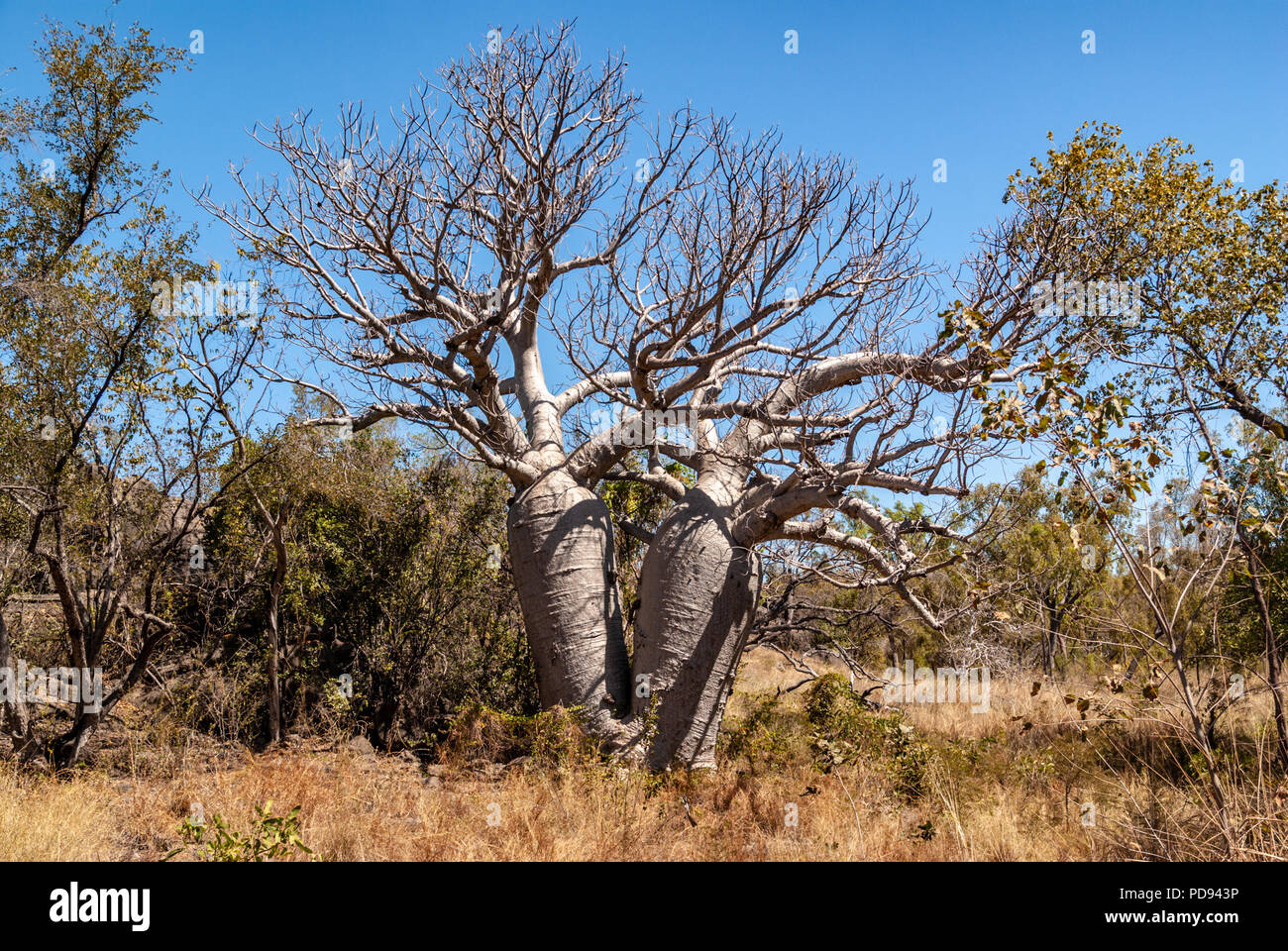 JUDBARRA NATIONALPARK EHEMALS GREGORY NATIONAL PARK, Northern Territories, Australien Stockfoto