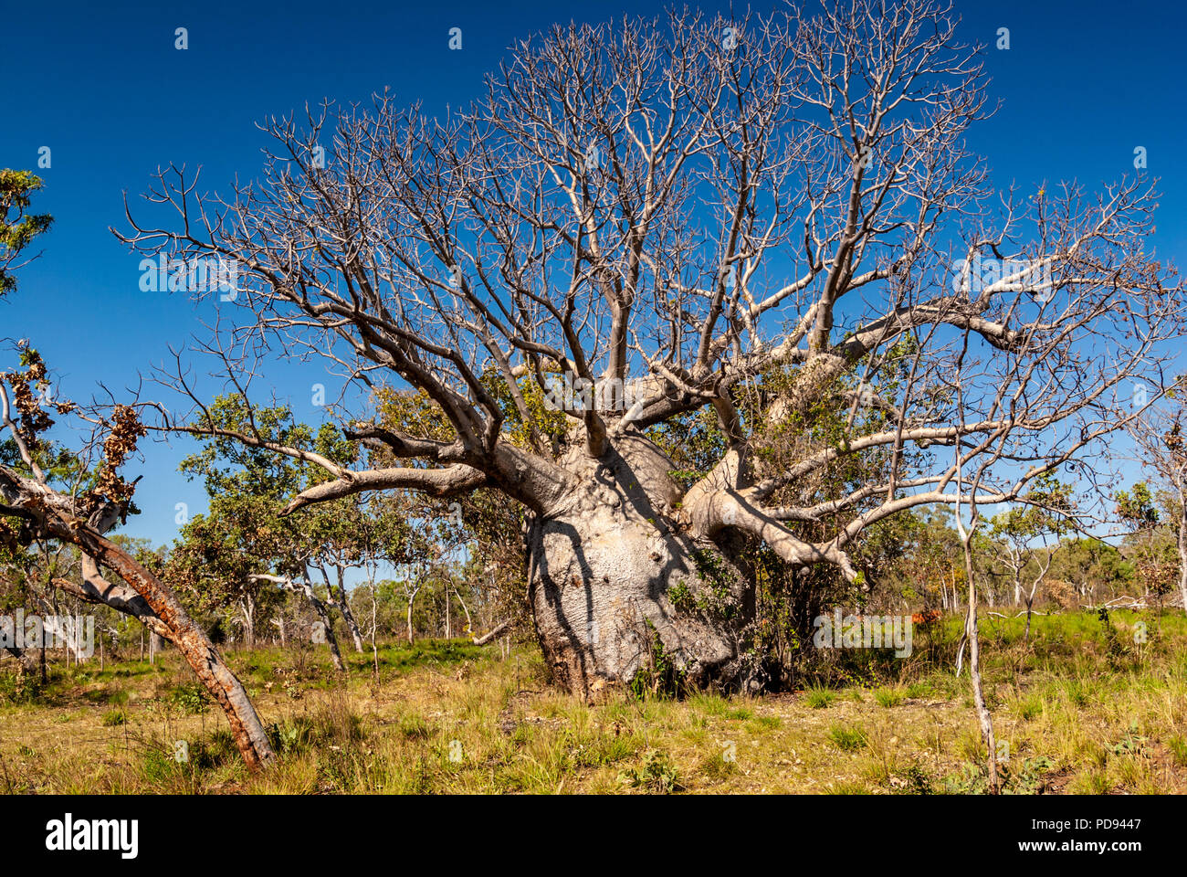 JUDBARRA NATIONALPARK EHEMALS GREGORY NATIONAL PARK, Northern Territories, Australien Stockfoto