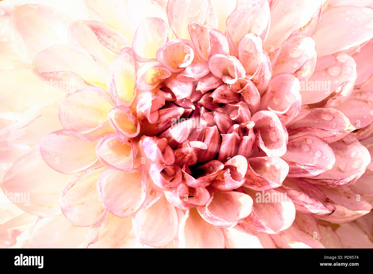 Rosa Dahlie Blume Kopf Nahaufnahme Makro. Künstlerische Ansicht von einem blühenden Garten Anlage voller Blüten und Regenwaldes lebt mit zarten Pastelltönen und weiches Licht. Stockfoto