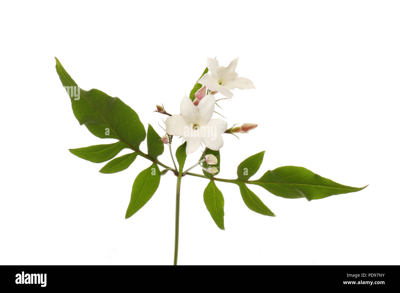 White Jasmin Blüten und Blätter gegen Weiße isoliert Stockfoto