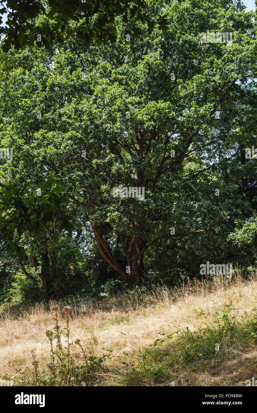 Eine Wiese von seltenen sauren Wiesen im Park Spaziergang Nature Reserve, ausgeführt von der Finsbury Park auf Highgate, im Norden von London Stockfoto