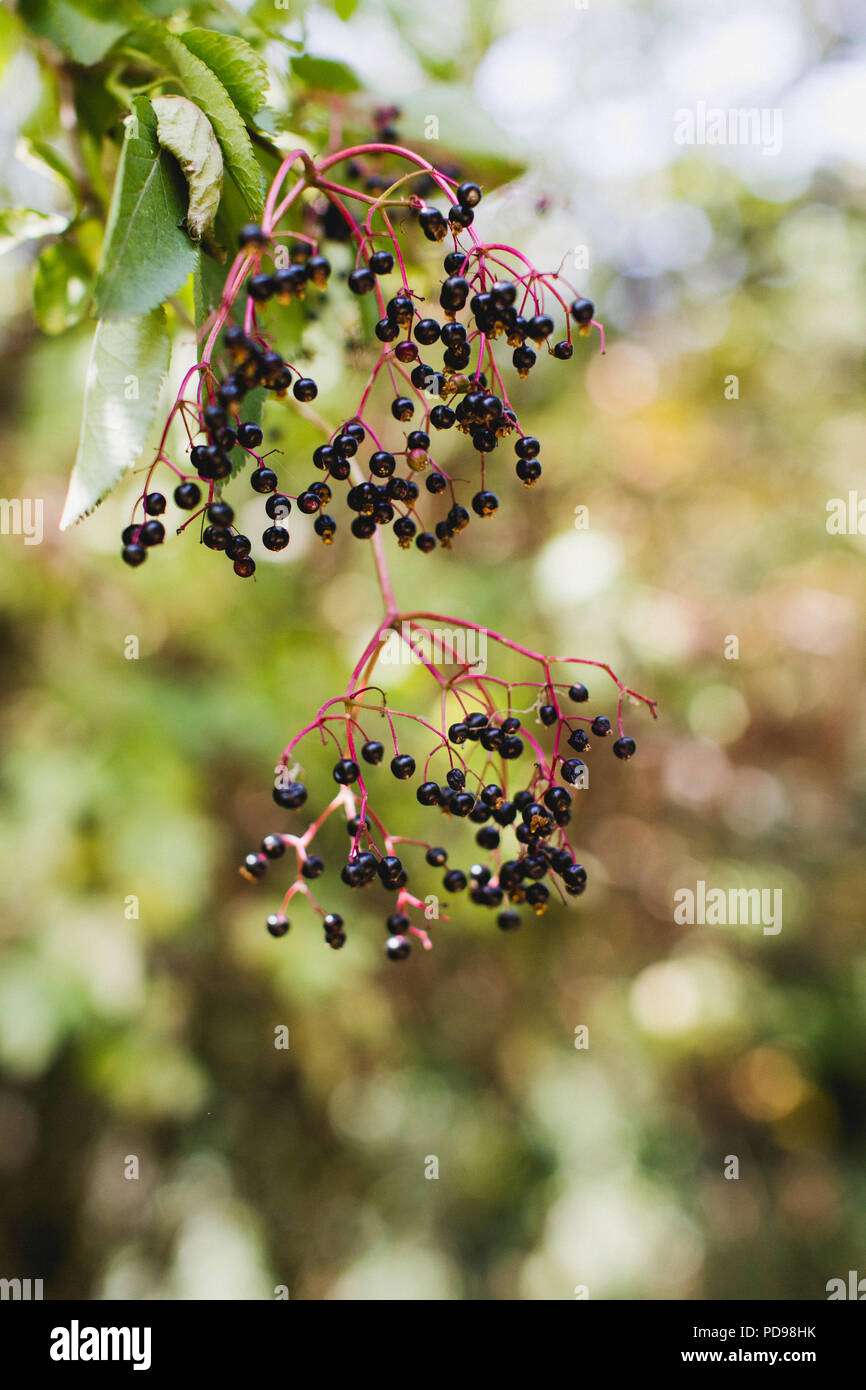 Reife schwarze Holunderbeeren wachsen auf ältere Bäume im Herbst in Großbritannien. Sie können für die Herstellung von Wein verwendet werden. Stockfoto