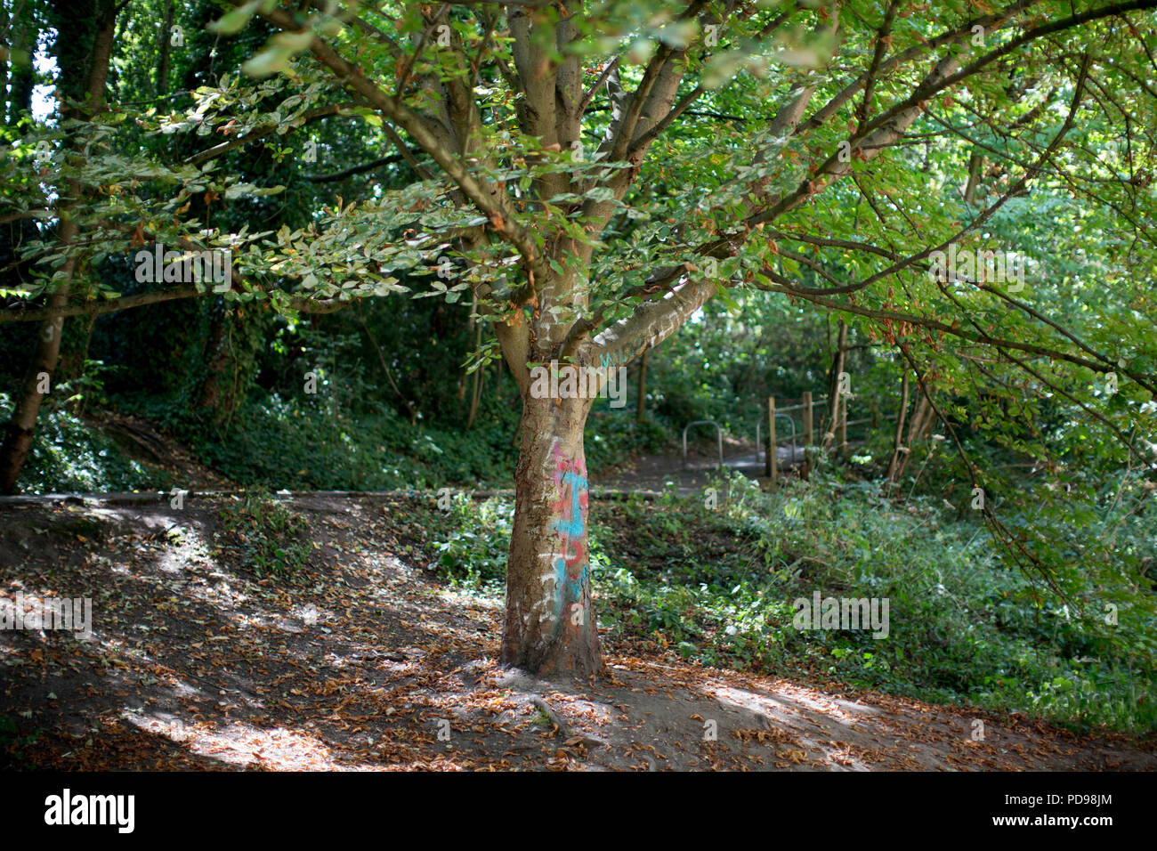 Ein Baum mit Graffiti auf die Parklandschaft Schlagwörter Spaziergang in Londons längste lokale Naturschutzgebiet auf einer stillgelegten Bahnstrecke. Teil des Londoner Capital Ring Stockfoto