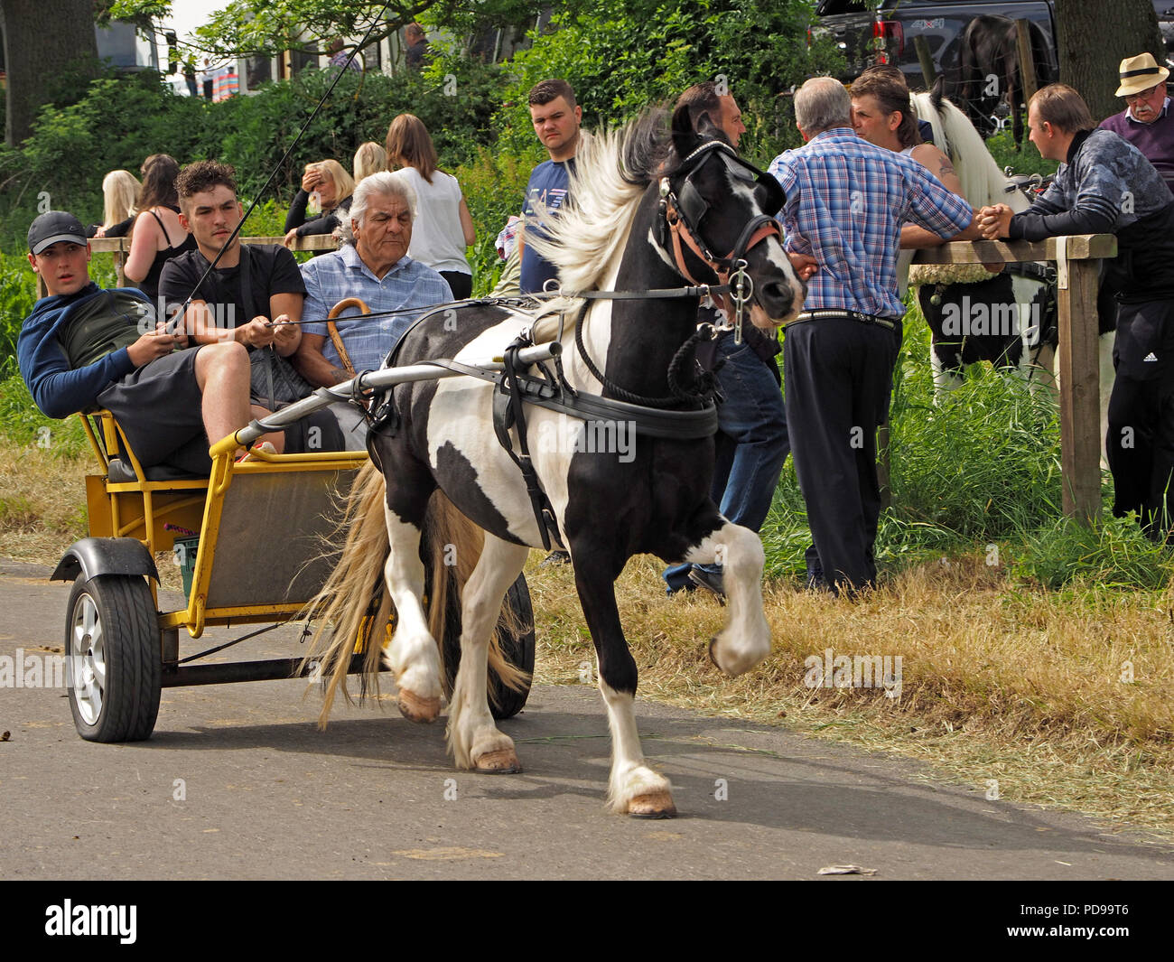 Pferd und fangen bis racing Fair Hill bei der jährlichen Appleby Horse Fair, Appleby in Westmorland Cumbria England Großbritannien Stockfoto