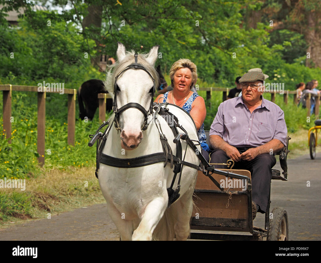 Paar Reiten und fangen bis Trab Fair Hill bei der jährlichen Appleby Horse Fair, Appleby in Westmorland Cumbria England Großbritannien Stockfoto
