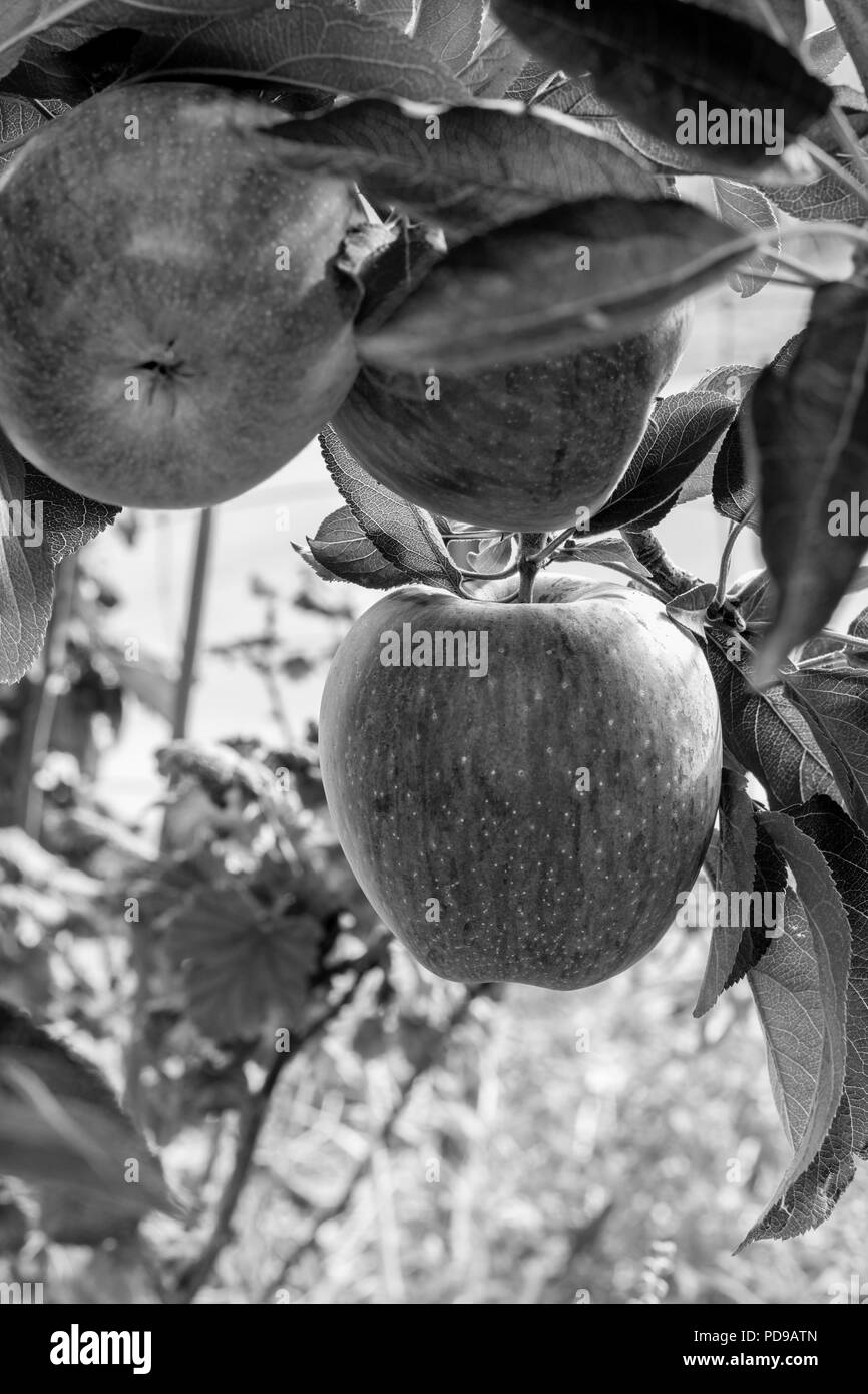 BW, Schwarz und Weiß Gruppe von 3 frische reife natürliche rote Heirloom, organische Äpfel in der Nähe von Zweigniederlassungen, die in einem Baum, gesunde, vegetarische Ernährung, Spaß, süße sn Stockfoto