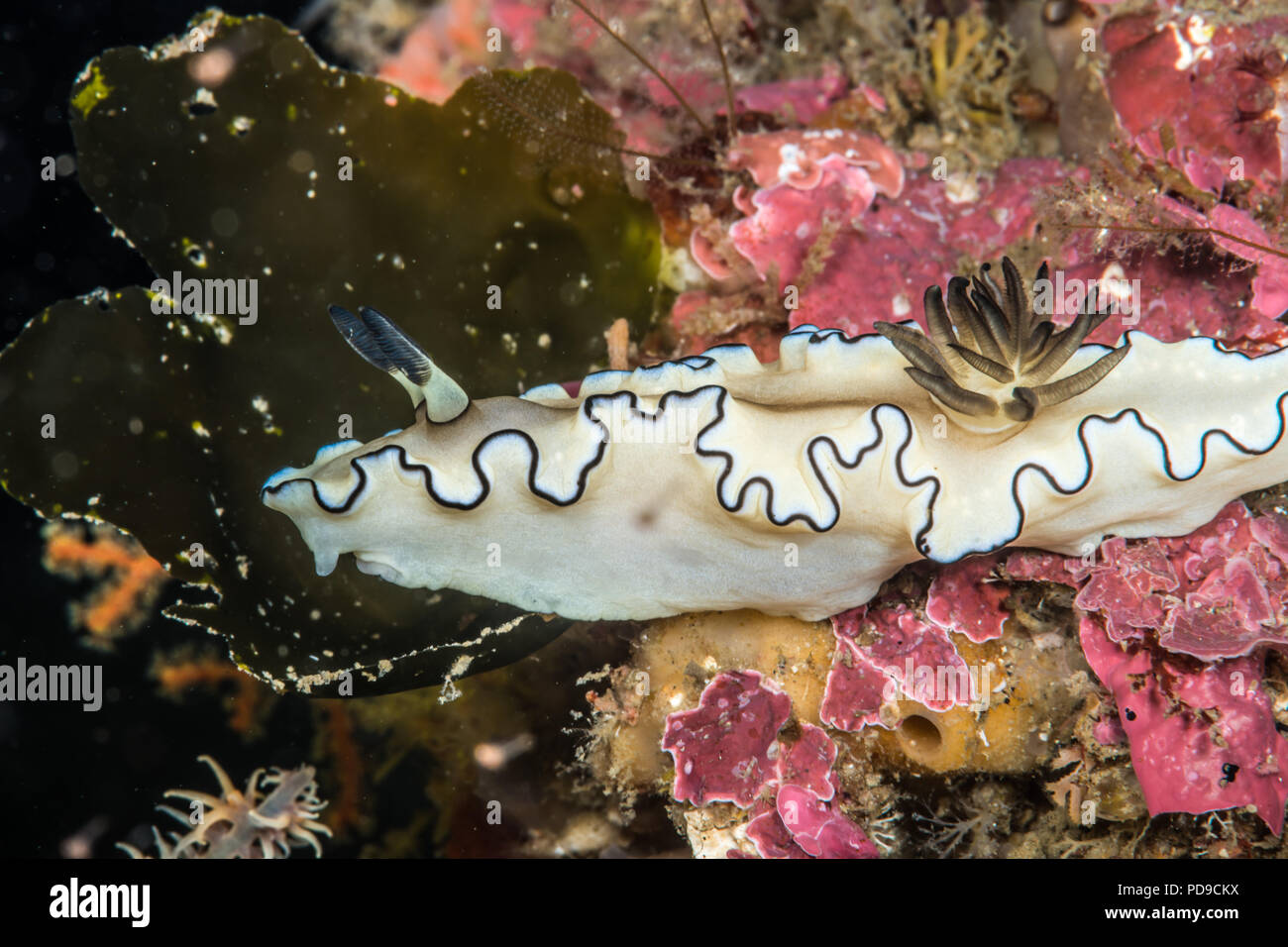 Schwarz - Breitrandig Bulla, Bulla atromarginata (Cuvier, 1804). Owase, Mie, Japan-12m Stockfoto