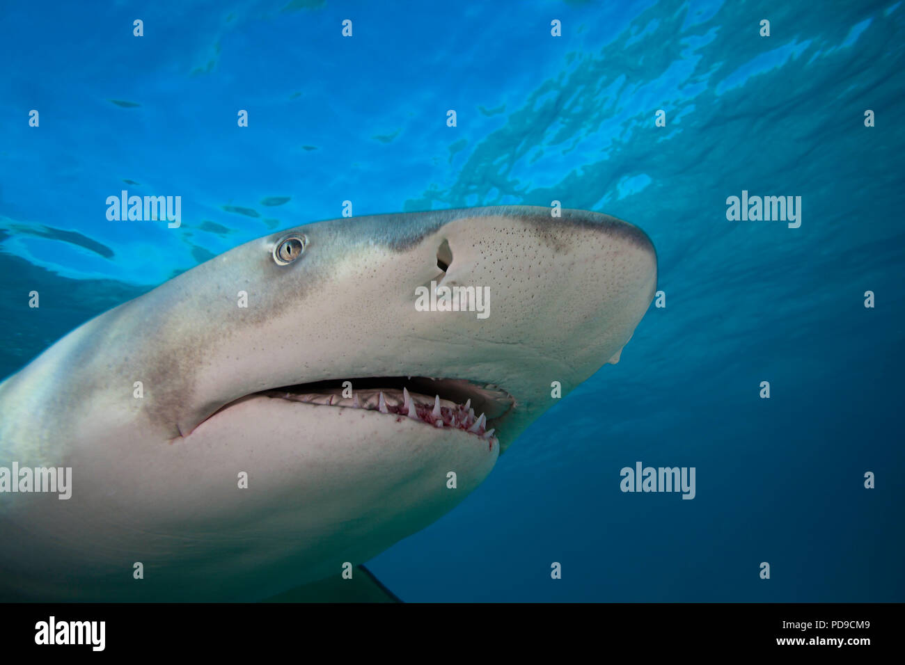 Lemon Shark, Negaprion brevirostris, Unterwasser, West End, Grand Bahamas, Atlantik. Stockfoto