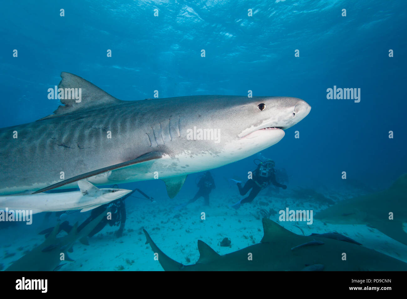 Diese Tiger Shark, Galeocerdo cuvier, wurde mit Köder photograhed auf sich aufmerksam, auf den Bahamas, auf den Atlantik. Stockfoto