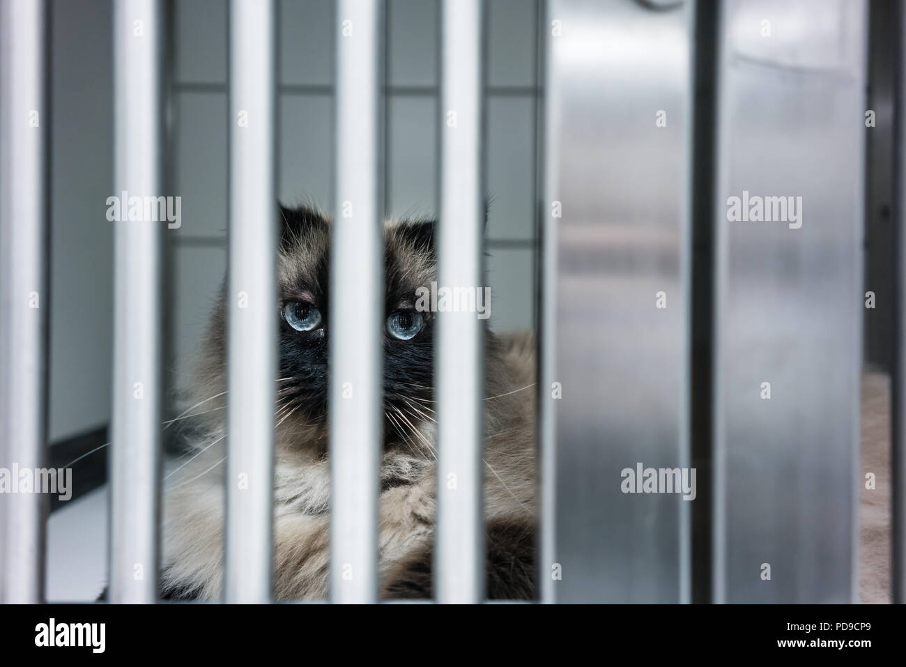 Katze wartet auf Behandlung im Käfig der Tierarzt Klinik Stockfoto