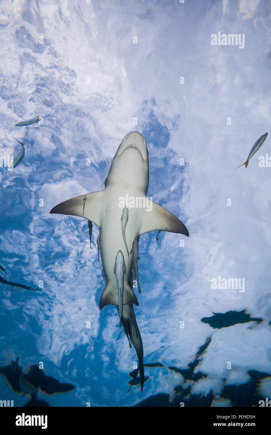 Zitrone, Shark,, Negaprion brevirostris, Unterwasser mit schiffshaltern, West End, Grand Bahamas, Atlantik. Stockfoto