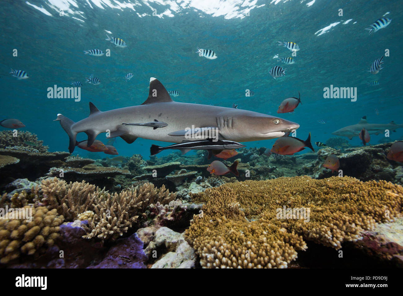 Weißspitzen-Riffhai, Triaenodon obesus, mit zwei schiffshalter, Echeneis naucrates. Beqa Lagoon, Fidschi. Stockfoto