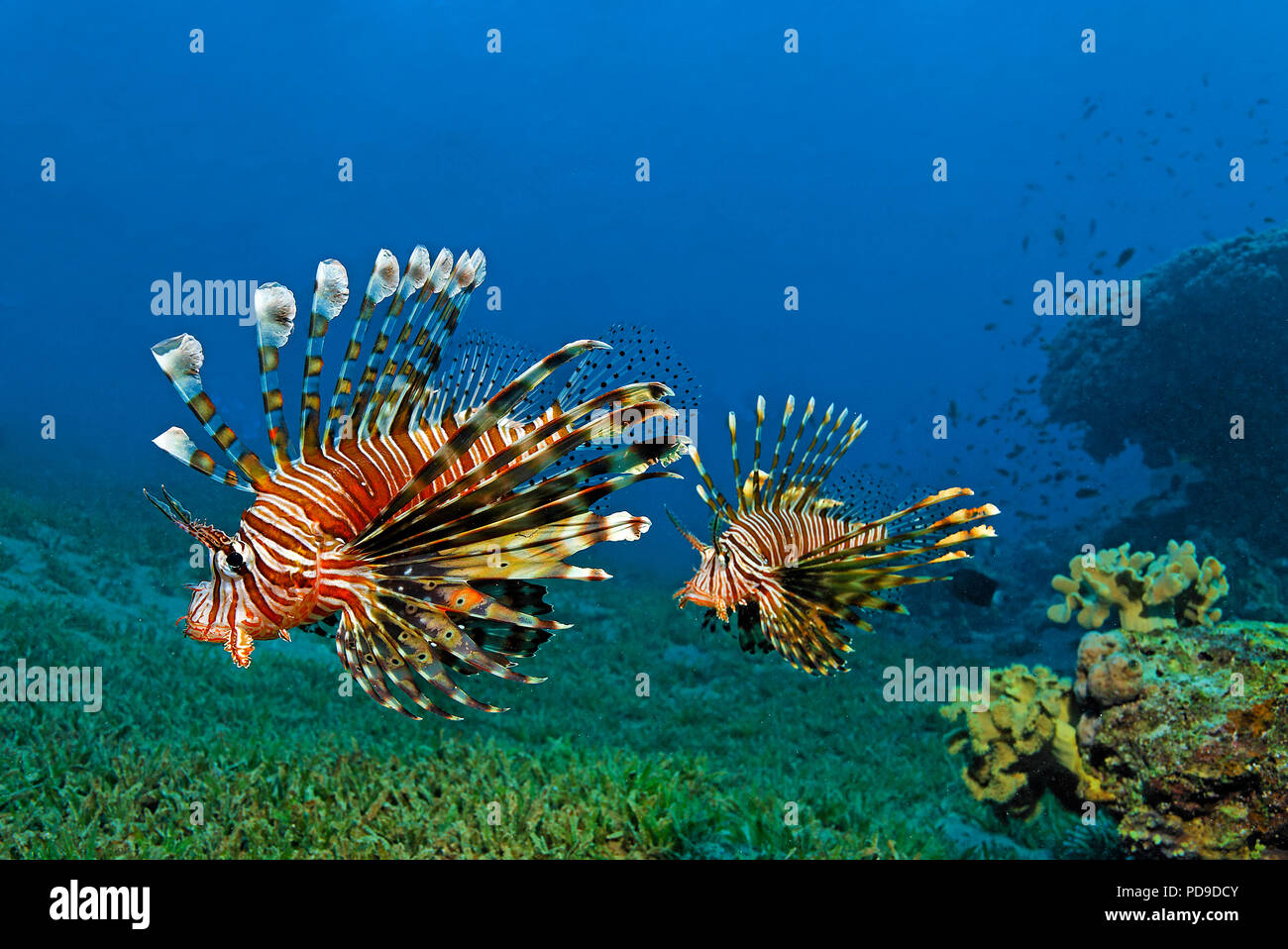 Zwei rote Rotfeuerfische (Pterois volitans), Aqaba, Haschemitisches Königreich Jordanien Stockfoto