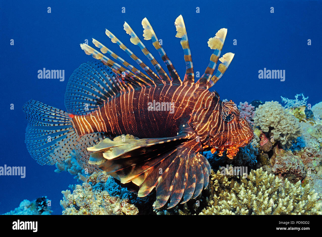 Gewoehnlicher Rotfeuerfisch (Pterois volitans), Marsa Alam, Aegypten | Rote Rotfeuerfische (Pterois volitans), Marsa Alam, Ägypten Stockfoto