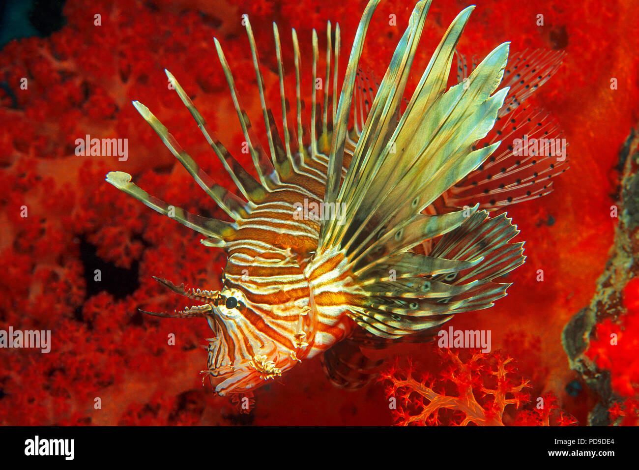 Gewoehnlicher Rotfeuerfisch (Pterois volitans) vor roter Weichkoralle (alcyonacea), Sudan | Rote Rotfeuerfische (Pterois volitans) vor einer roten weichen Adr Stockfoto