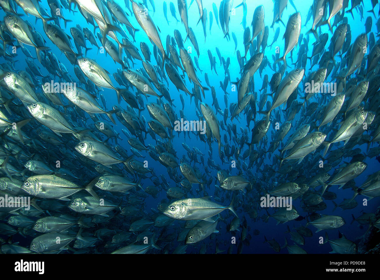 Großaugen Makrelen (Caranx sexfasciatus), Schule, Cocos Island, Costa Rica Stockfoto