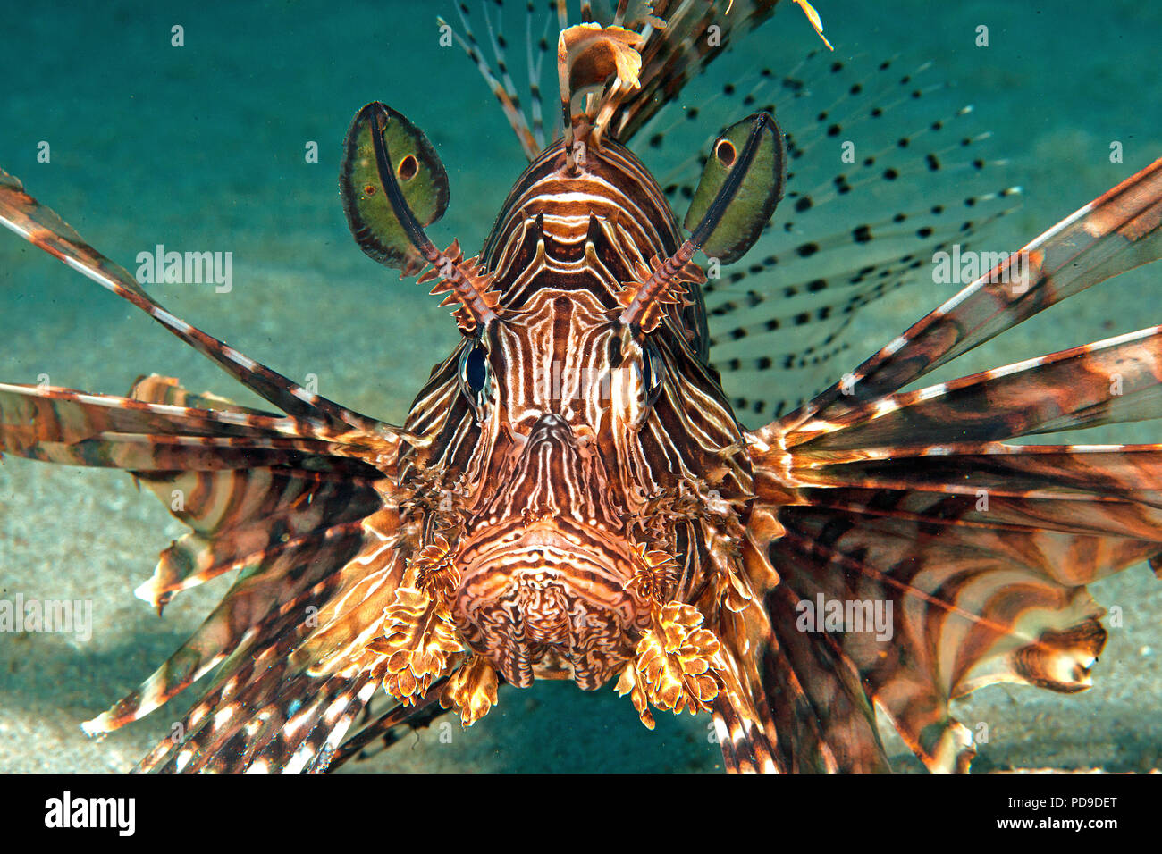 Gewoehnlicher Rotfeuerfisch (Pterois volitans), Papua Neu Guinea | Rote Rotfeuerfische (Pterois volitans), Papua-Neuguinea Stockfoto