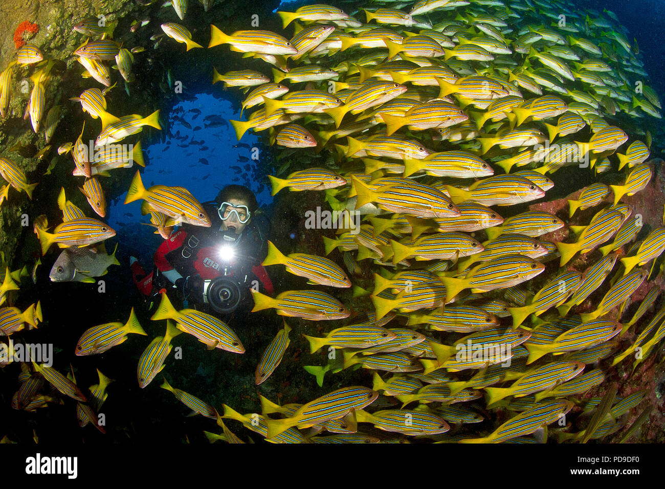 Scuba Diver hinter Bluestriped Schnapper (Lutjanus kasmira), Schule, Cocos Island, Costa Rica Stockfoto