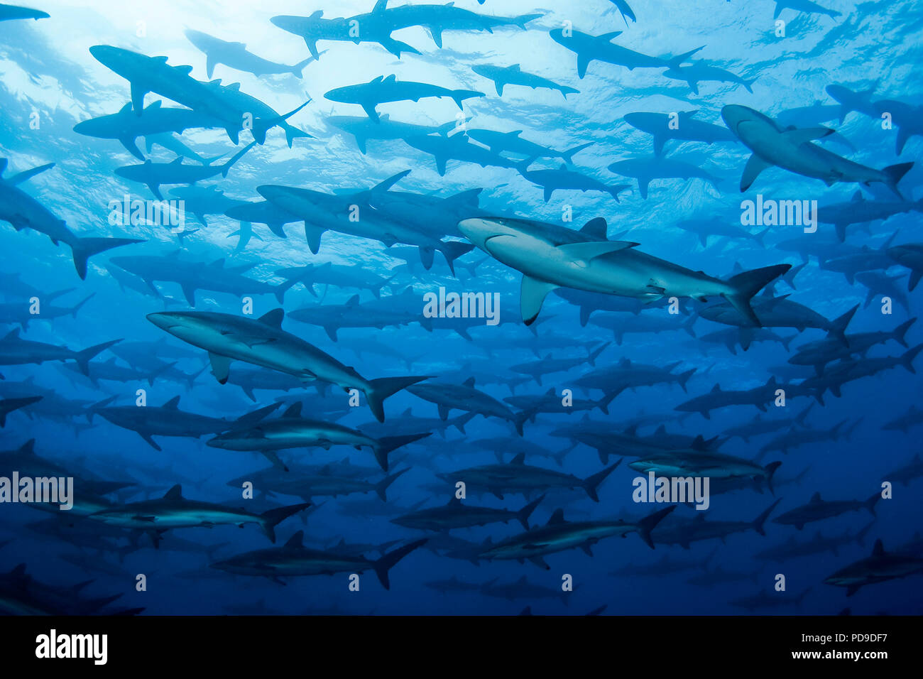 Ein Schwam Seidenhaie (Carcharhinus falciformis), Malpelo, Verfügbare | Silky Riffhaie (Carcharhinus falciformis), der Erziehung, der Malpelo, Kolumbien Stockfoto