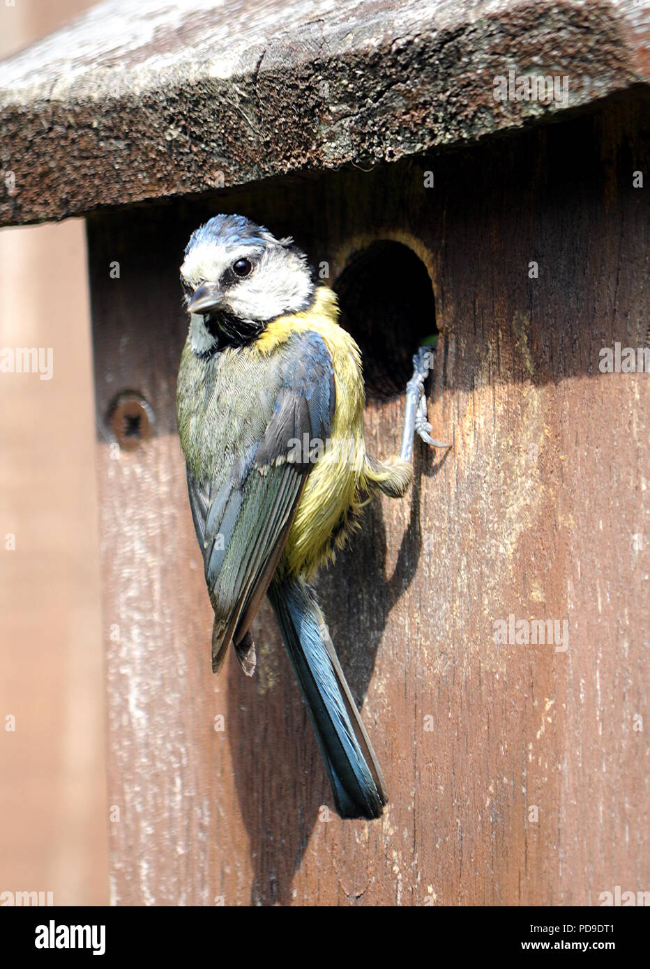 Blaumeise im Garten füttern, Stockfoto