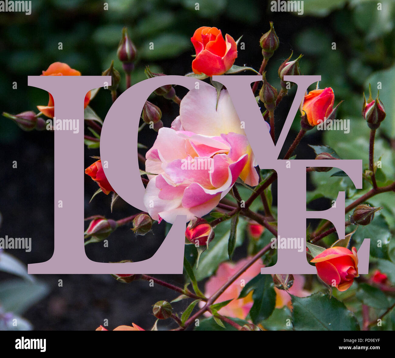 Nahaufnahme der zarten rosa und orange rose Blumen in einem Garten im Sonnenlicht mit räumlichen, interwoven ein lila Wort 'Liebe'. Stockfoto