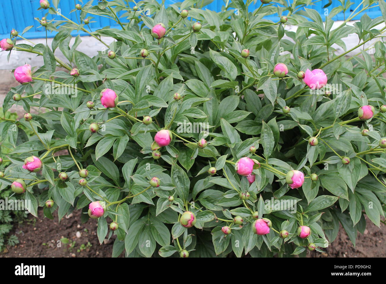 Garten rosa Knospen preapre peans Blüte für Blüte Stockfoto