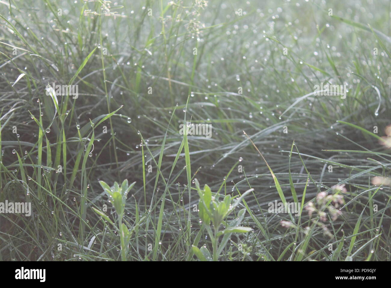 Morgen im Sommer Wald grüne Gras bedeckt/-tropfen Crystal Dew Stockfoto