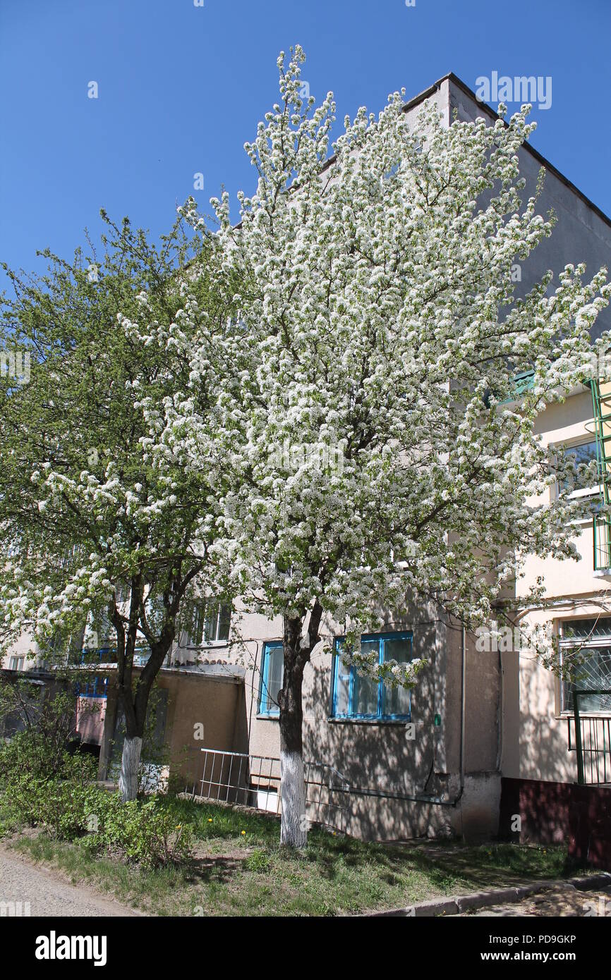 Pompöse weiß blühenden Garten in warmen und sonnigen Frühling Stockfoto