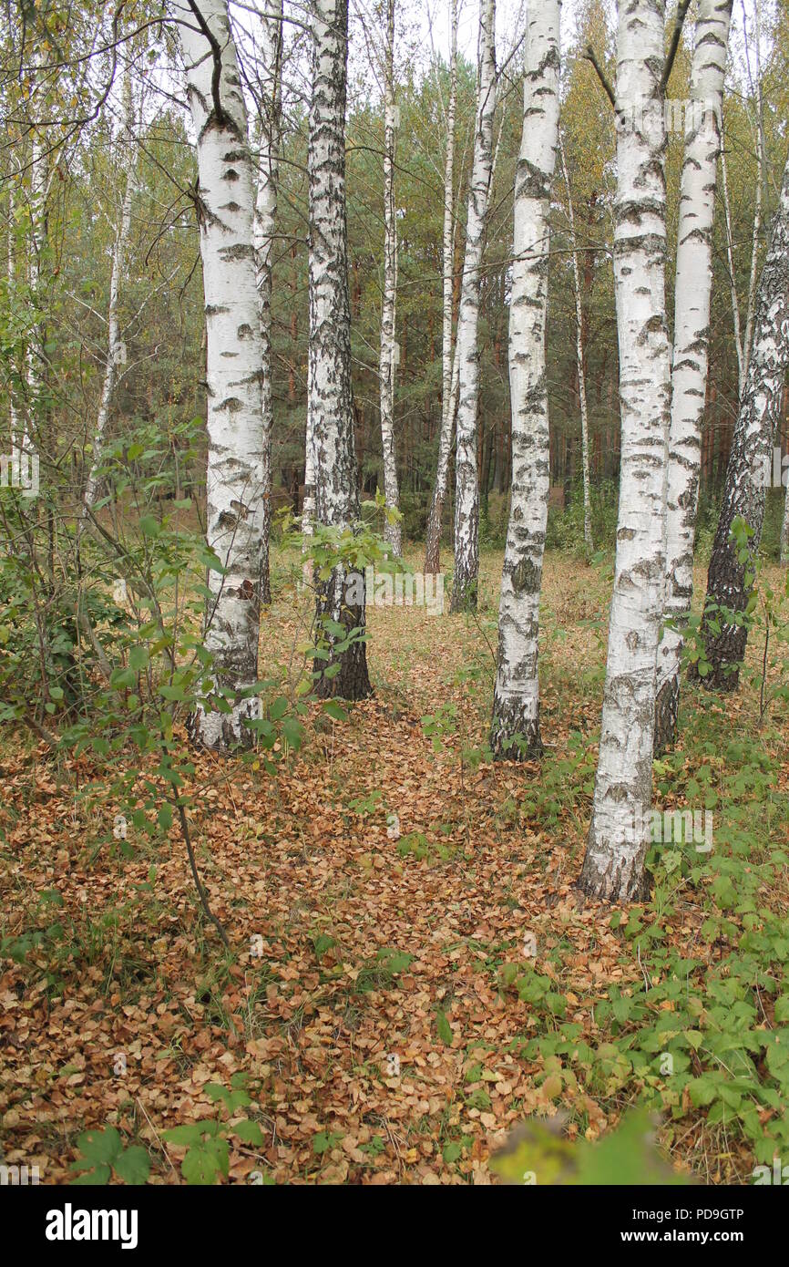 Schöne klassische Russische birch Grove in warmen Herbst Tag Stockfoto