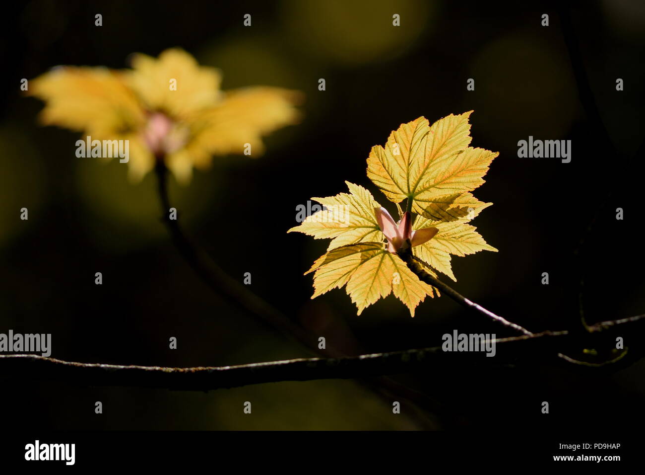 Nahaufnahme der Hintergrundbeleuchtung Blatt im Wald Stockfoto