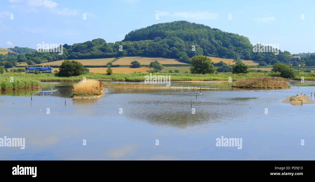 Seaton Tramway reisen durch das Schwarze Loch Marsh in Seaton Feuchtgebiete lokale Naturschutzgebiet in Devon Stockfoto