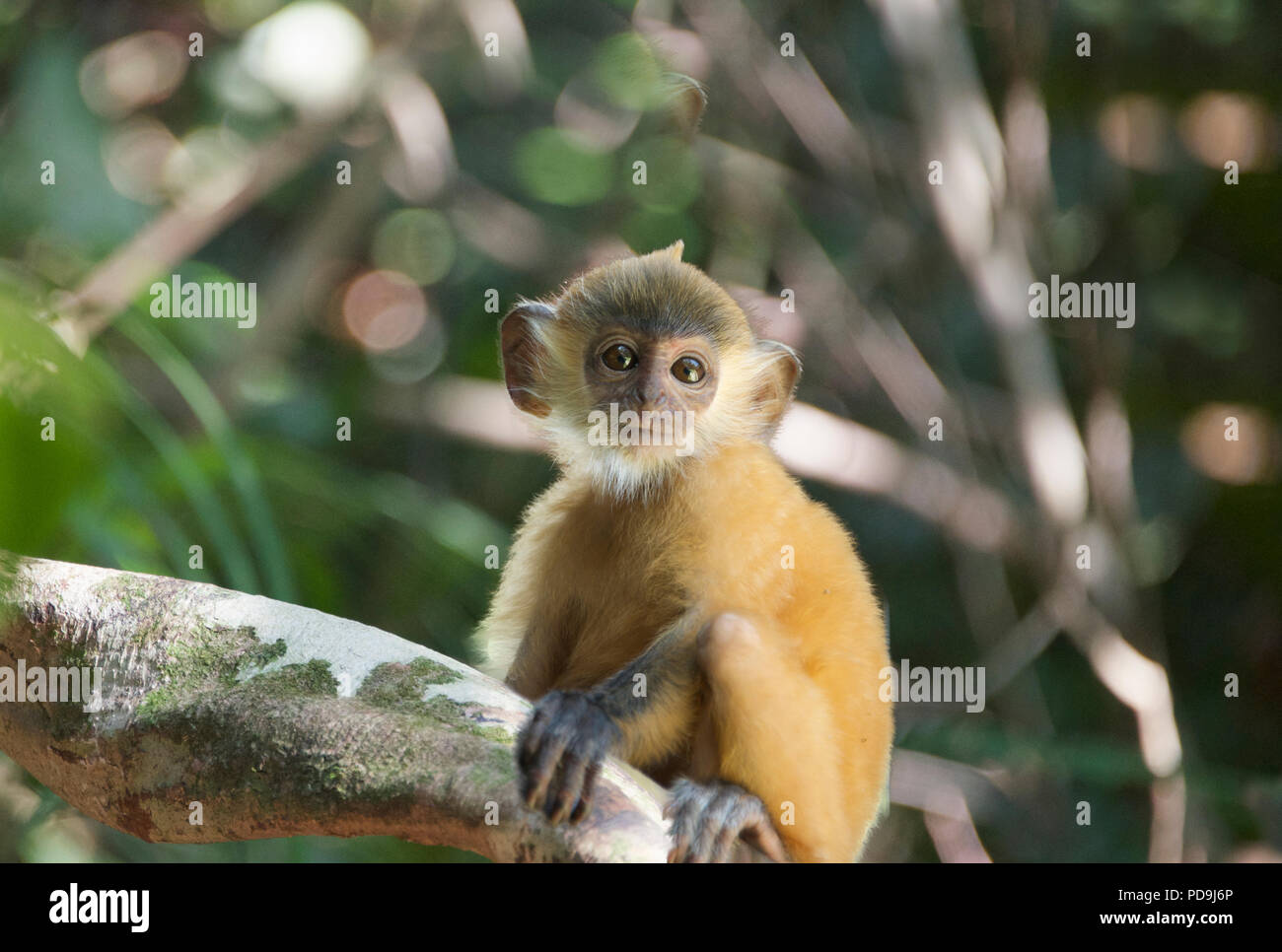 Baby Blattsilber monkey Labuk Bay Sabah Borneo Malaysia Föderation Stockfoto