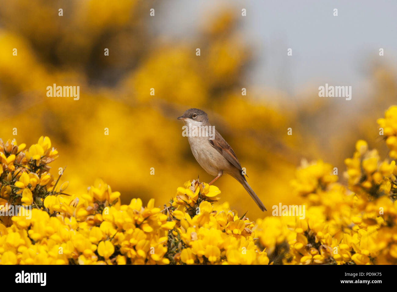 Common Whitethroat, Sylvia communis, Alleinstehenden thront auf ginster Bush. Mai. Minsmere, Suffolk, Großbritannien. Stockfoto