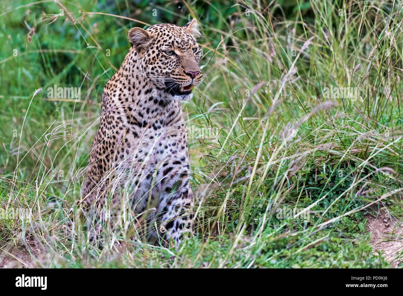 Leopard (Panthera pardus) im Gras lauern, Masai Mara, Kenia Stockfoto