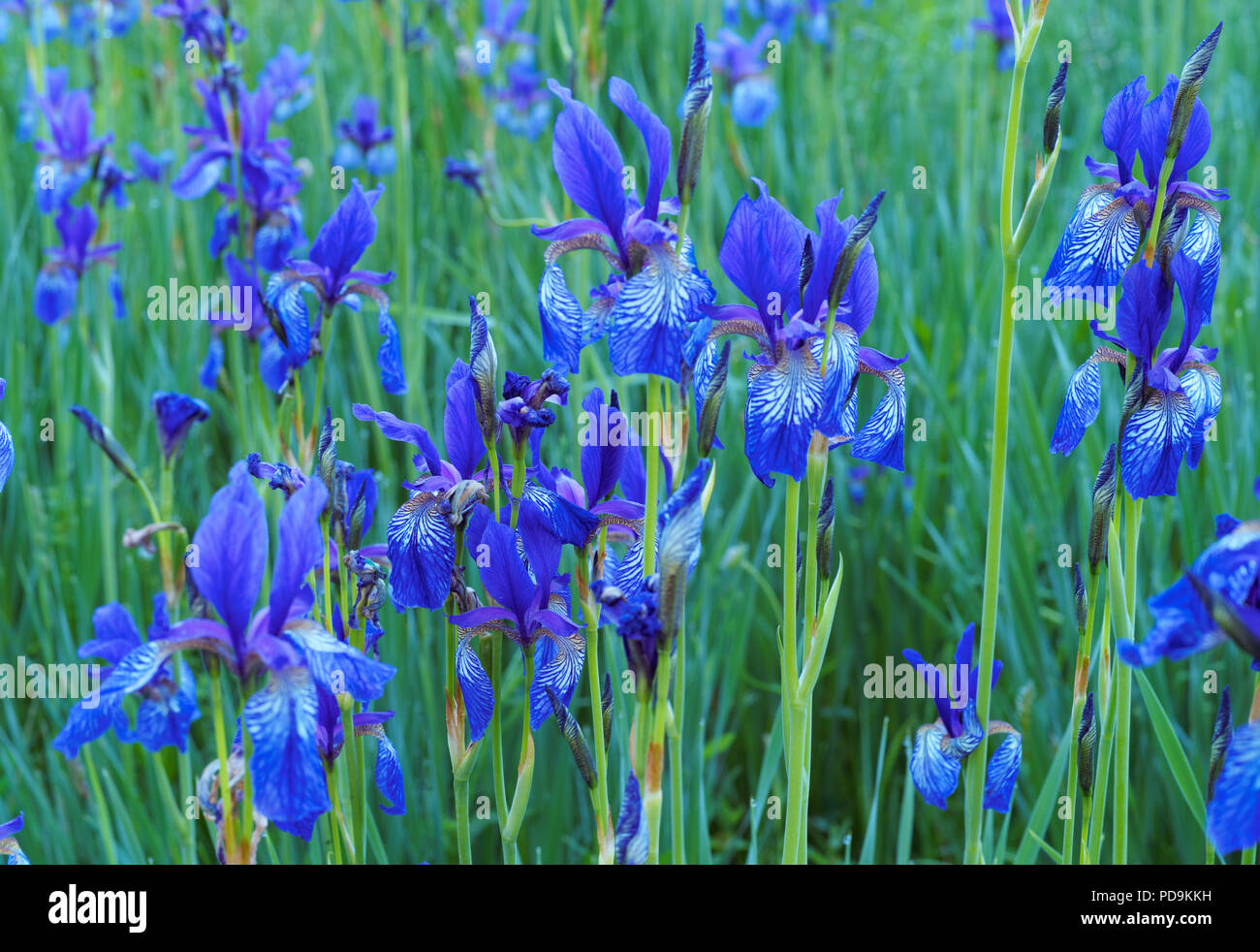 Sibirische Schwertlilie (Iris pumila) in einer Wiese, Ennstal, Steiermark, Österreich Stockfoto