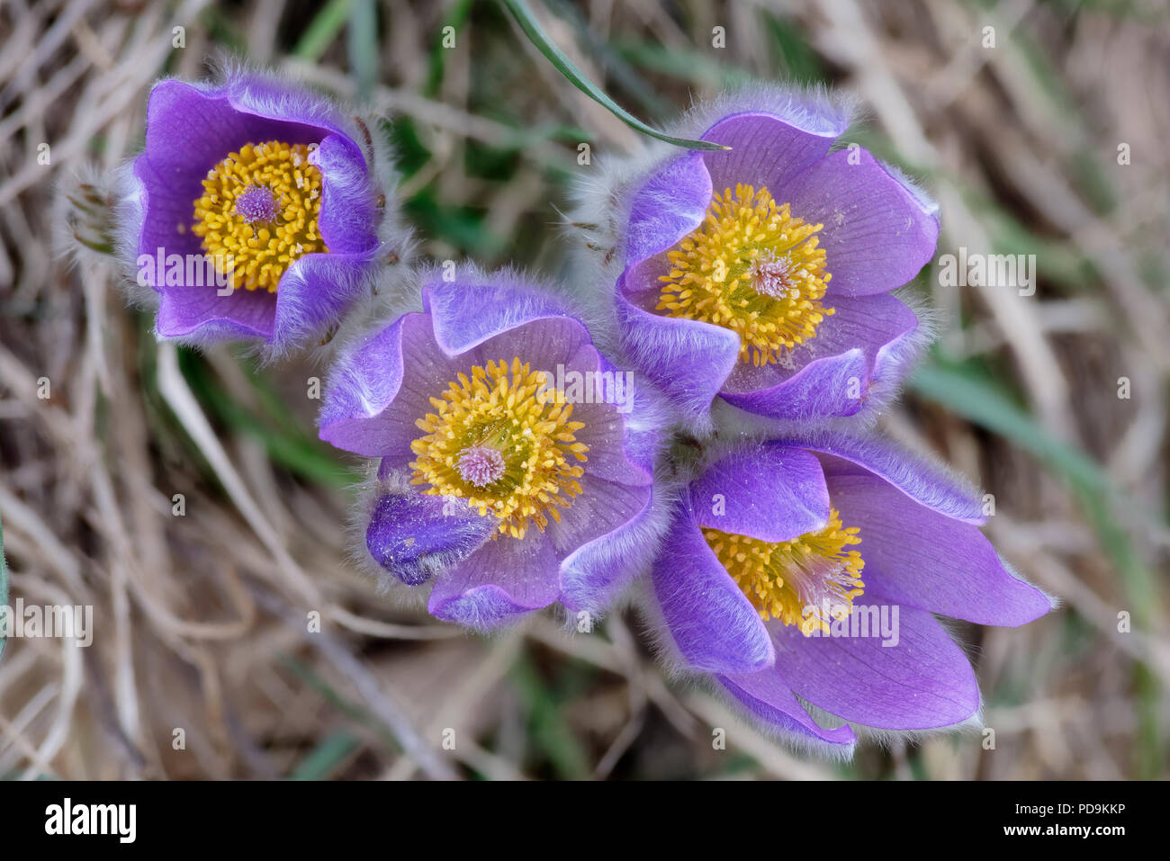 Pasque Blumen (Pulsatilla vulgaris), Österreich Stockfoto