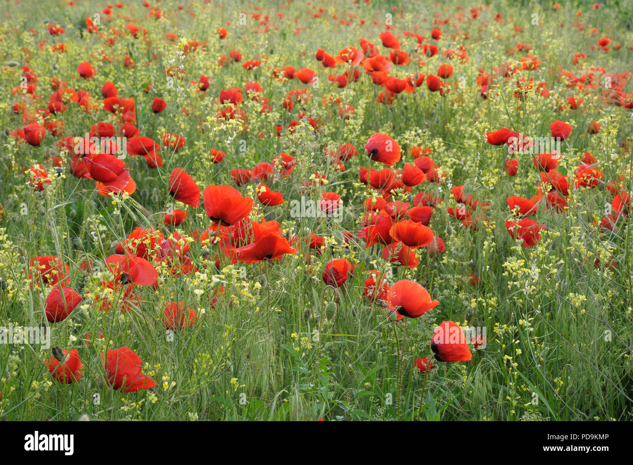 Blumenwiese mit Mais Mohn (Papaver rhoeas), Bulgarien Stockfoto