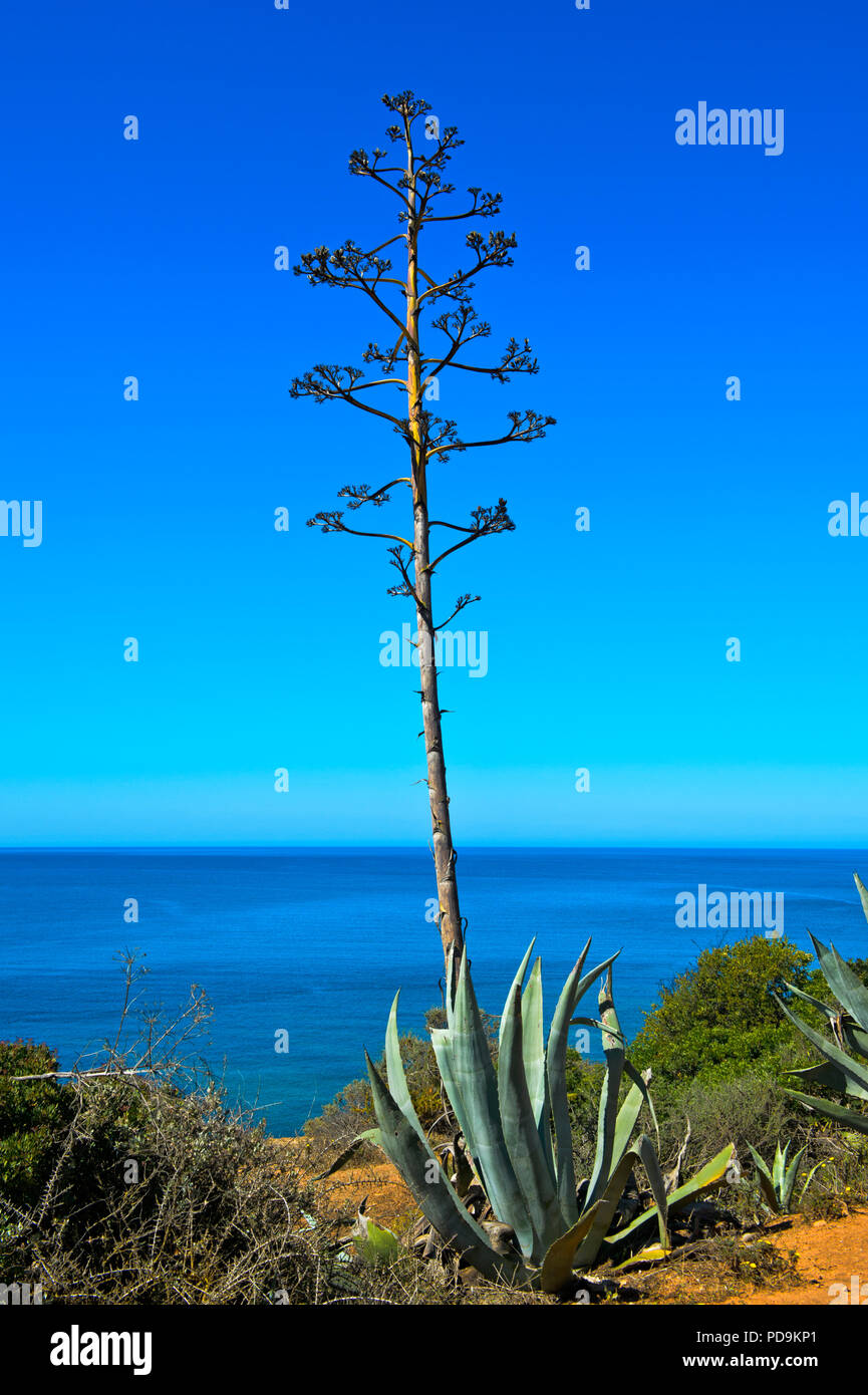 Jahrhundert Agave (Agave americana), Blume, Cabo de Gata-Nijar Naturpark, Provinz Almeria, Andalusien, Spanien Stockfoto