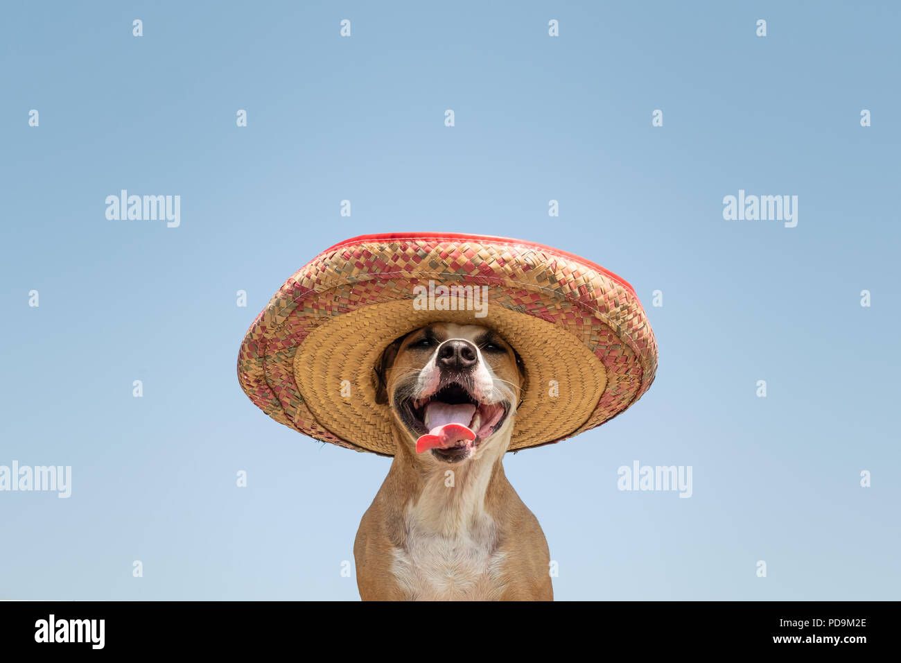 Hund in der mexikanischen Tradition hat. Cute funny Staffordshire Terrier gekleidet in sombrero Hut wie Mexiko festliche Symbol oder für Halloween Stockfoto