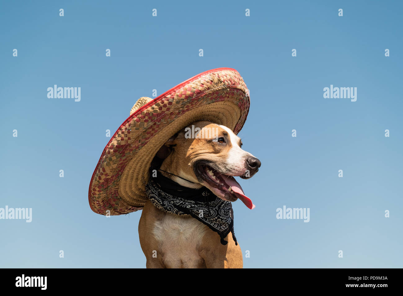 Schöner Hund in Mexican hat als im westlichen Stil Bandit der Gangster.  Cute funny Staffordshire Terrier gekleidet in sombrero Hut wie Mexiko  festliche Symb Stockfotografie - Alamy