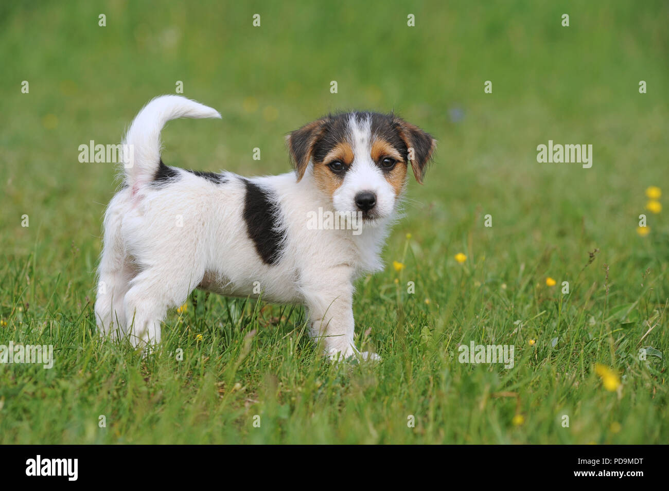 Jack Russell Terrier, Tricolour, 8 Wochen alt, steht in der Wiese, Österreich Stockfoto