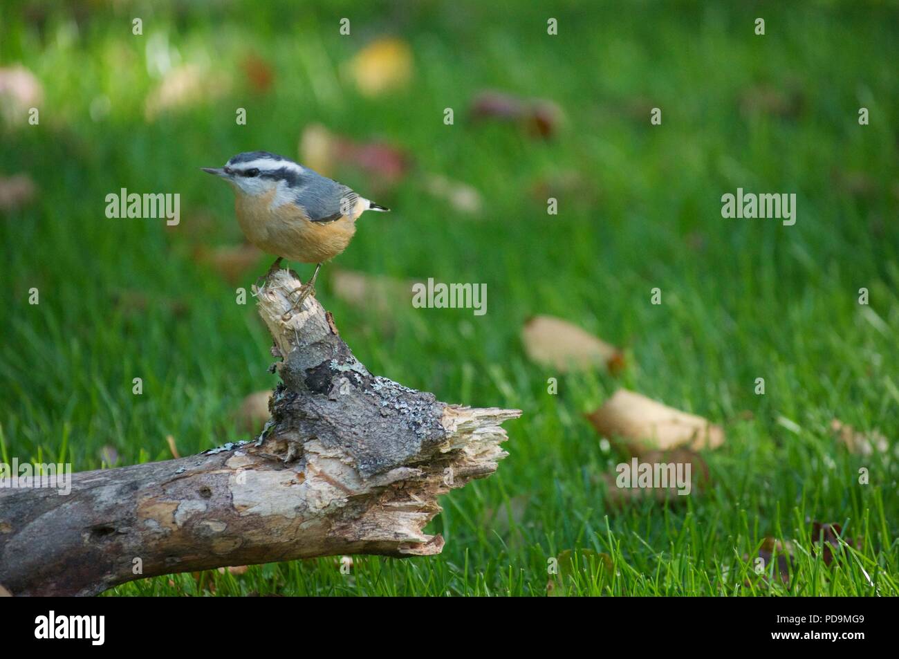 Red-breasted Kleiber auf einem Ast auf den Boden stand (Sitta canadensis) Stockfoto