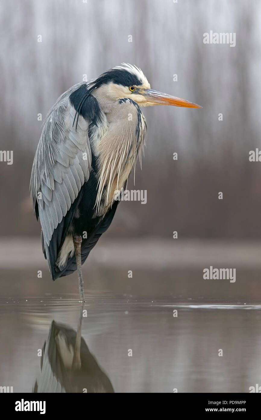 Graureiher (Ardea cinerea) in Glanz Kleid, steht im Wasser, im Nationalpark Kiskunság, Ungarn Stockfoto