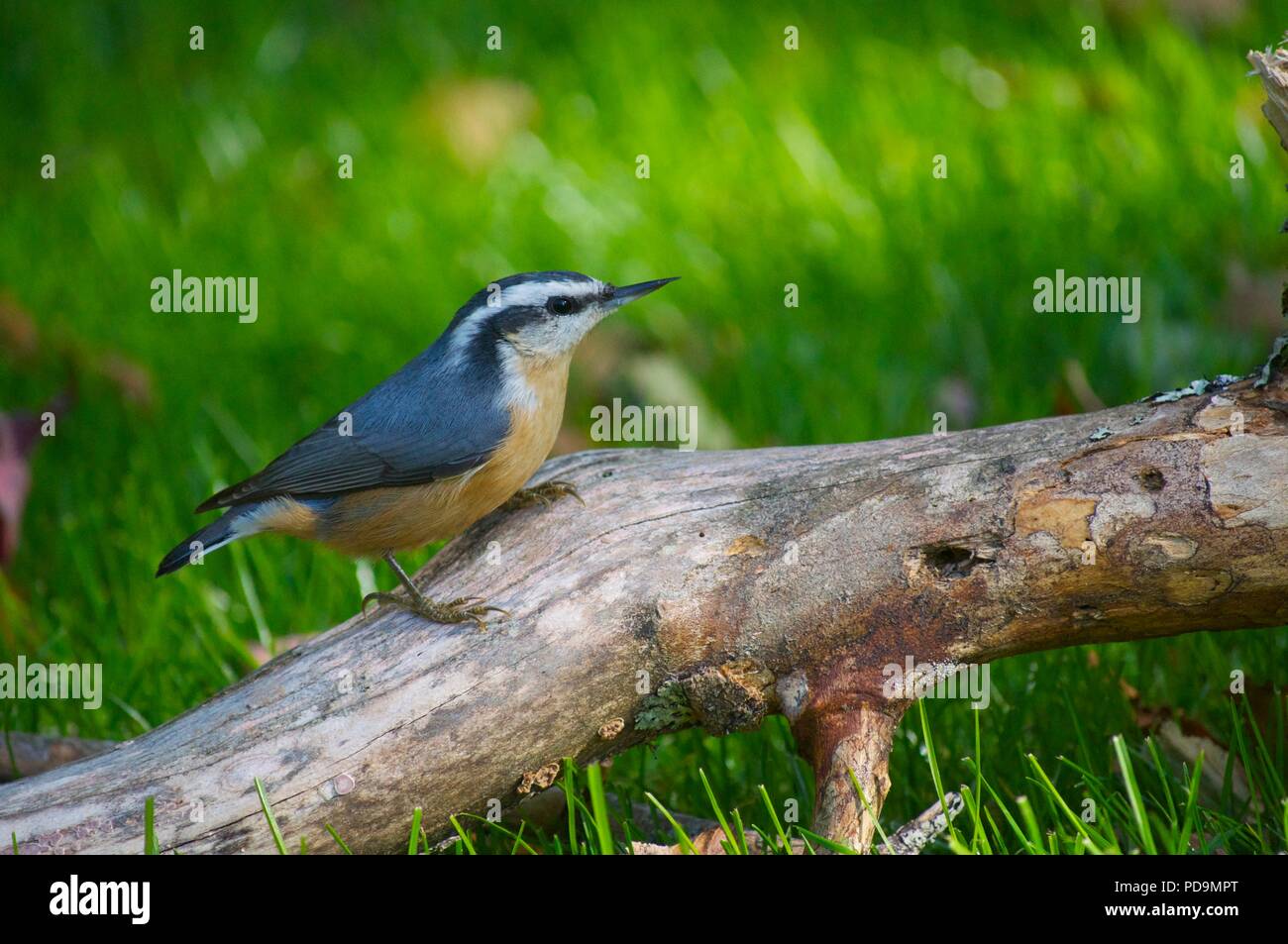 Red-breasted Kleiber auf einem Ast auf den Boden stand (Sitta canadensis) Stockfoto