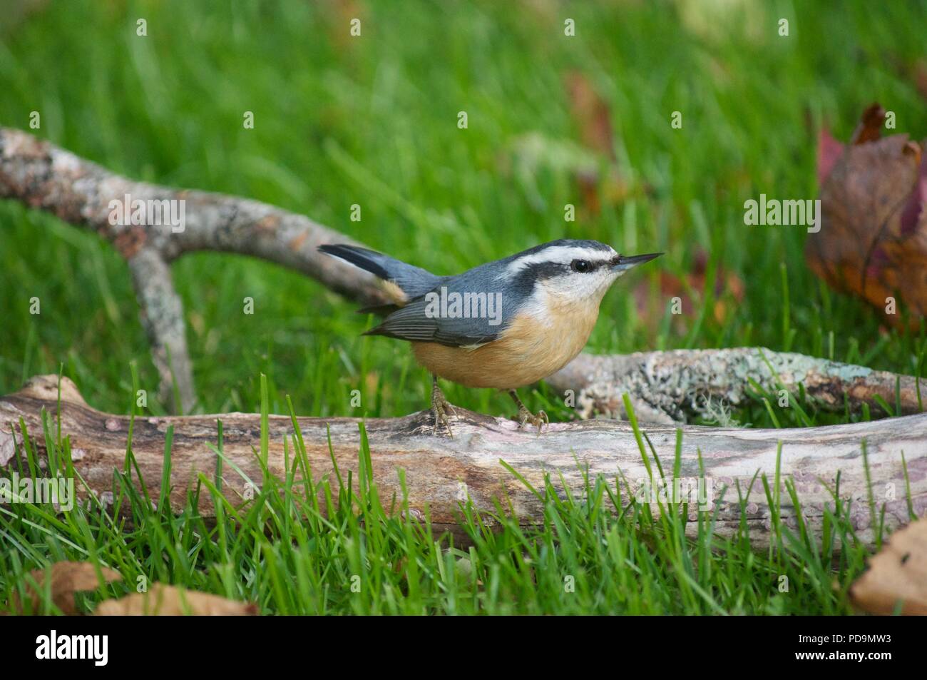 Red-breasted Kleiber auf einem Ast auf den Boden stand (Sitta canadensis) Stockfoto
