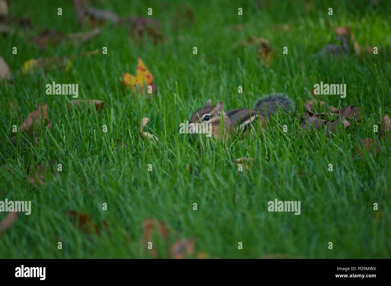 Chipmunk zu Fuß durch hohes Gras Stockfoto